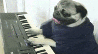 Pug Playing Piano GIF